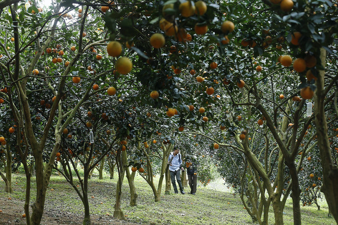 Livestream bán cam trên những đồi ‘vàng’ triệu USD ảnh 2