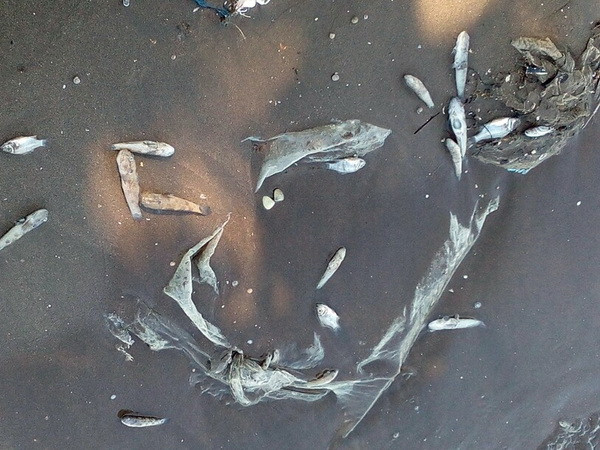 Bình Thuận: Cá, sò chết bất thường tại khu vực biển Vĩnh Tân ảnh 1