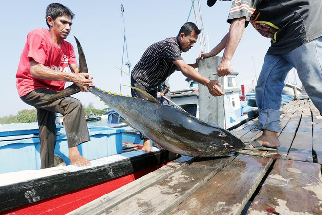 Khai thác cá ngừ tại Indonesia. (Nguồn: The Jakarta Post) Chuyện cá ngừ và tuyên bố gây tranh cãi của quan chức Indonesia ảnh 1