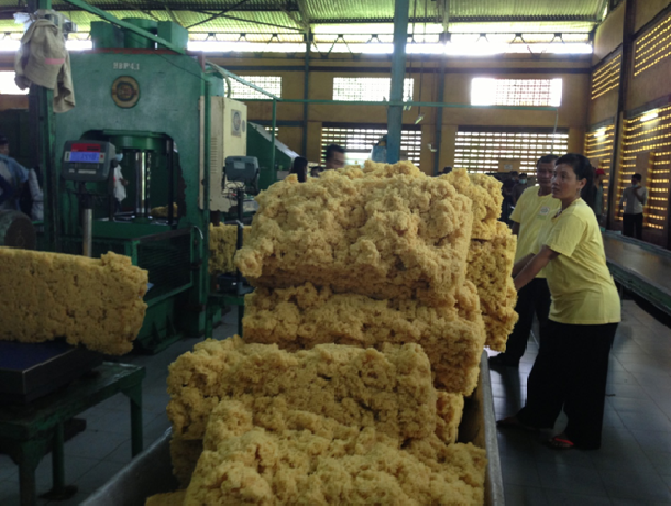 Năm 2015 xuất khẩu cao su của Campuchia dự kiến tăng 12% ảnh 1