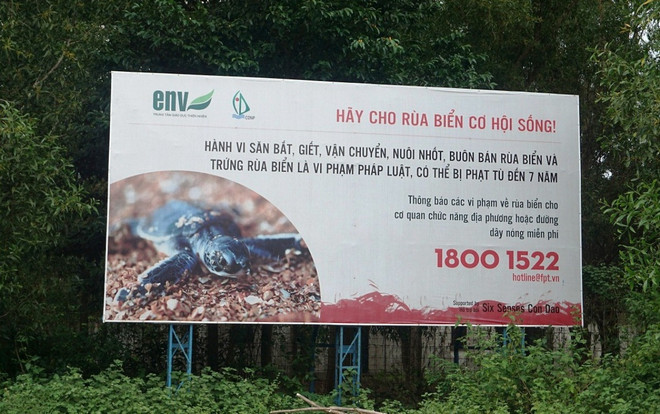 Nói không với trứng vích, bảo vệ 'Thiên đường rùa biển' Côn Đảo ảnh 2