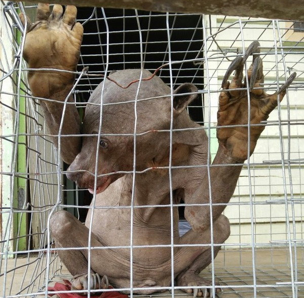 [Video] Sự thật về sinh vật ngoài hành tinh xuất hiện tại Malaysia ảnh 1