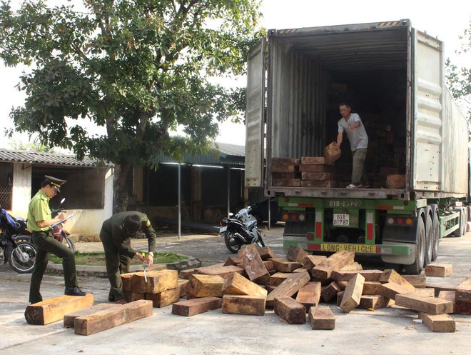 Thanh Hóa: Bắt giữ xe container chở gỗ lậu với số lượng lớn ảnh 2