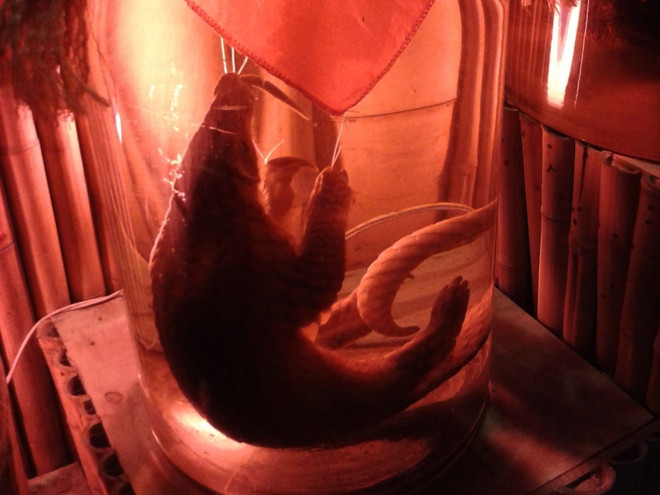 Tê tê tại Việt Nam đang đứng trước nguy cơ bị tuyệt chủng ảnh 2