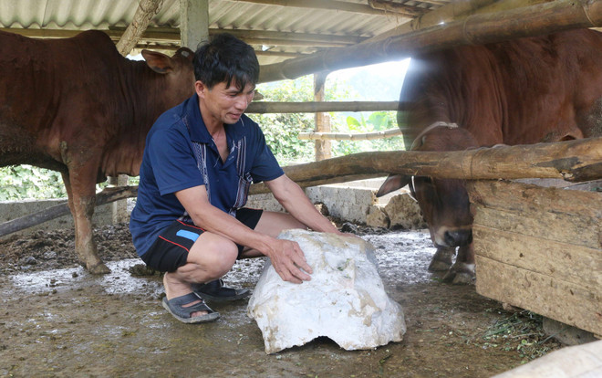 Hòn đá nặng 20kg rơi xuống làm gãy chân gia súc nhà ông Hồ Sỹ Tưởng cách mỏ đá 400m. (Ảnh: Nguyễn Oanh/TTXVN) Nghệ An: Doanh nghiệp nổ mìn phá đá gây nguy hiểm cho người dân ảnh 2