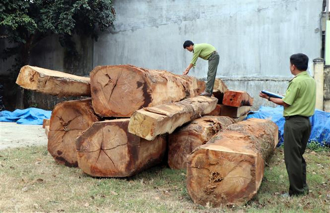 Phát hiện bãi tập kết gỗ trái phép ngay trong khu dân cư tại Kon Tum ảnh 1