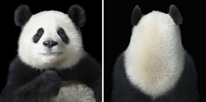 Những khoảnh khắc lạ lẫm, đáng kinh ngạc của các loài động vật ảnh 13