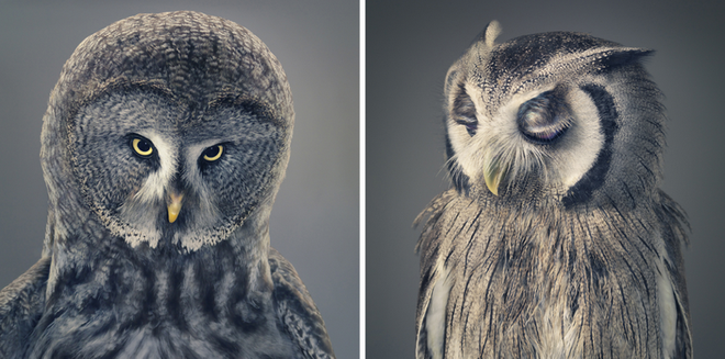 Những khoảnh khắc lạ lẫm, đáng kinh ngạc của các loài động vật ảnh 11