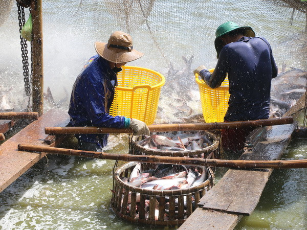 Cá tra Việt Nam lên ngôi tại cuộc thi đầu bếp Mekong Chef ảnh 1