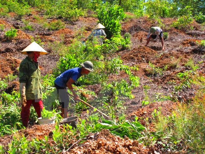 Ảnh minh họa. (Nguồn: TTXVN) “Đất nông lâm trường bị lấn chiếm cần trả về cho các địa phương” ảnh 1