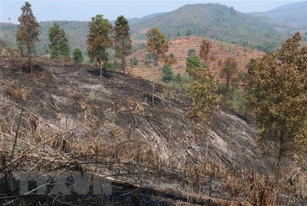 Phú Yên: Một người dân tử vong khi tham gia chữa cháy rừng ảnh 1