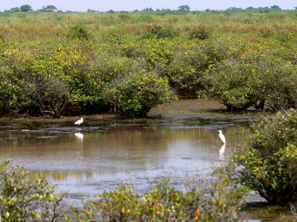 Đối thoại Quốc gia về Quỹ môi trường Toàn cầu Việt Nam chu kỳ 6 ảnh 1