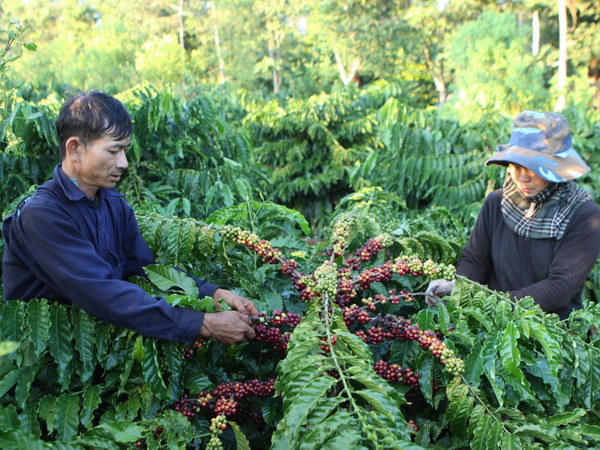 Nông dân xả hàng, xuất khẩu càphê của Việt Nam có thể tăng kỷ lục ảnh 1