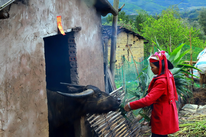 Rét đậm, rét hại gây thiệt hại tại khu vực Bắc Bộ và tỉnh Nghệ An ảnh 1