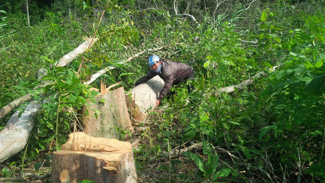 Hà Nội: Kiểm tra việc rừng phòng hộ Sóc Sơn bị băm nát ảnh 1