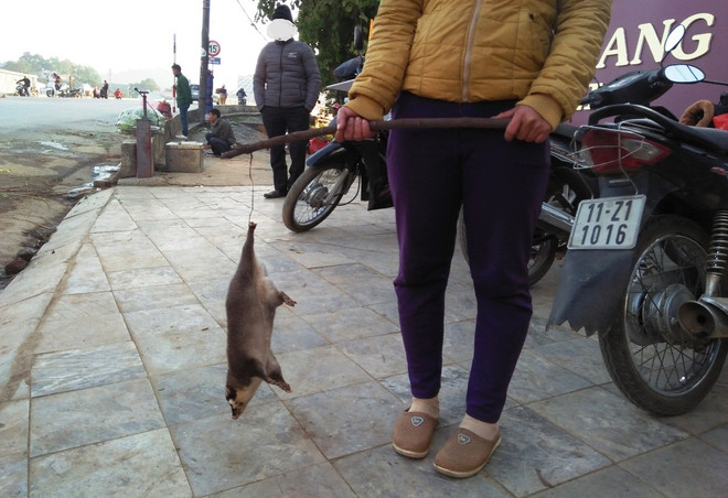 “Xóa chợ đen” động vật hoang dã, quy trách nhiệm để chống COVID-19 ảnh 3