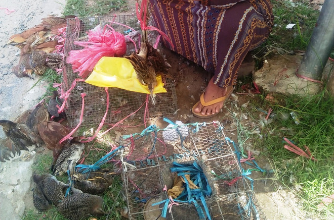 “Xóa chợ đen” động vật hoang dã, quy trách nhiệm để chống COVID-19 ảnh 2