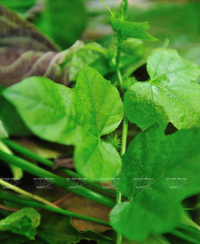 Gỏi lá Kon Tum - Đặc sản đậm hương vị núi rừng Tây Nguyên ảnh 5