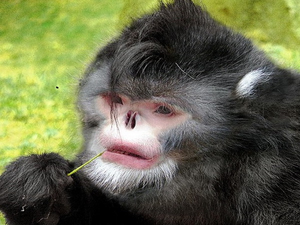 10 sinh vật mới được phát hiện đáng chú ý nhất năm 2015 ảnh 6