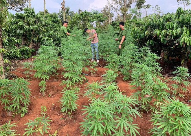 Đắk Lắk: Hai anh em sinh đôi trồng hàng trăm cây cần sa trên rẫy càphê ảnh 1