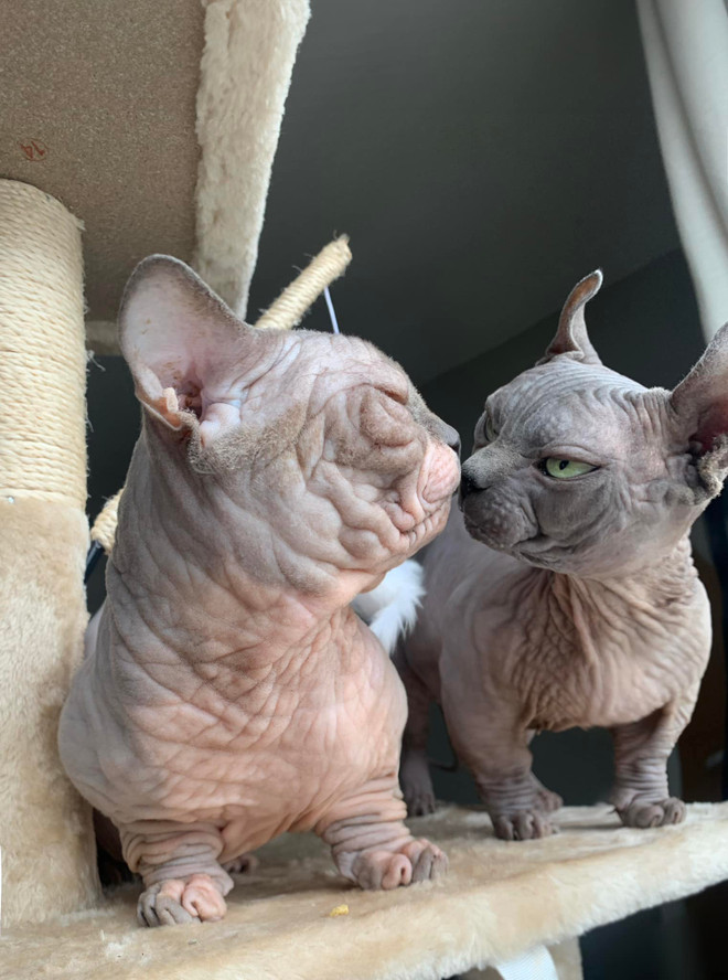 Mèo không lông Bully Cat. (Nguồn: Facebook BULLYCATS) bully cat 2.jpg