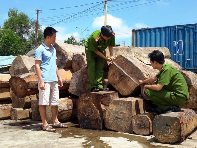 Khởi tố, bắt tạm giam đối tượng làm giả hồ sơ vận chuyển gỗ lậu ảnh 1