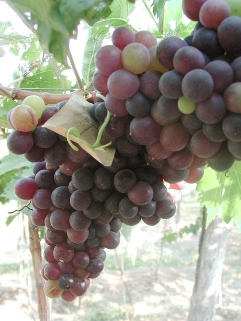 Ninh Thuận: Thử nghiệm thành công 2 giống nho không hạt chất lượng cao ảnh 2