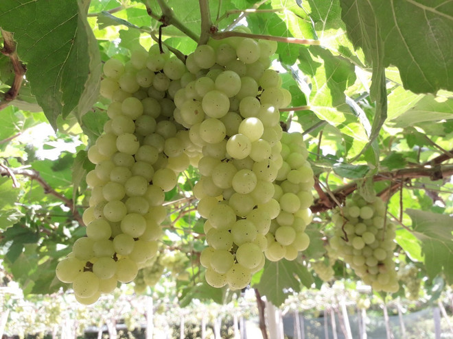 Ninh Thuận: Thử nghiệm thành công 2 giống nho không hạt chất lượng cao ảnh 1