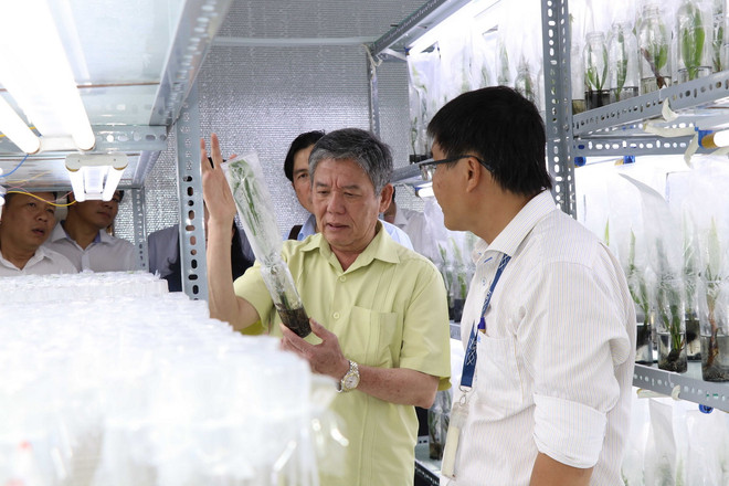 ttxvn tra_vinh_nghien_cuu_thanh_cong_giong_dua_sap_cay_mo2_resize.jpg