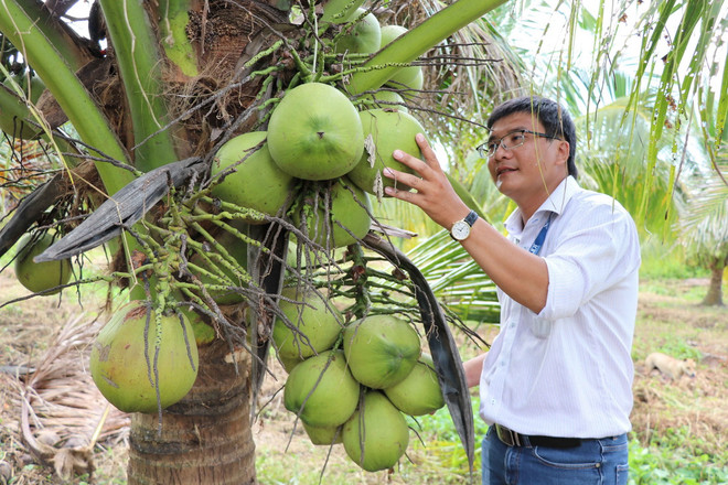 ttxvn tra_vinh_nghien_cuu_thanh_cong_giong_dua_sap_cay_mo3_resize.jpg