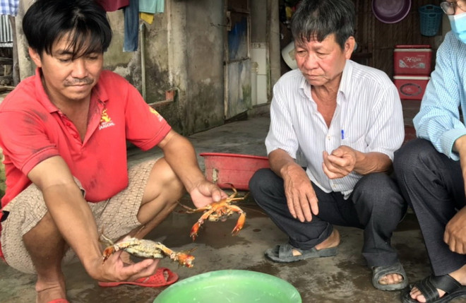 Cà Mau: Lại xuất hiện hiện tượng cua chết bất thường trên diện rộng ảnh 1