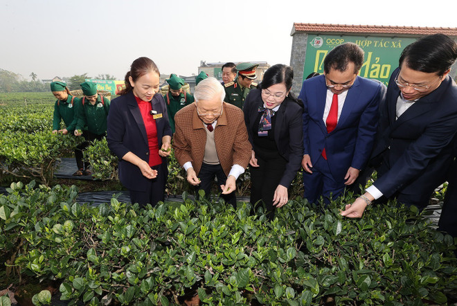 Tổng Bí thư Nguyễn Phú Trọng thăm vườn chè của hợp tác xã Hảo Đạt, thành phố Thái Nguyên. (Ảnh: Trí Dũng/TTXVN) "Xây dựng Thái Nguyên là tỉnh công nghiệp theo hướng hiện đại" ảnh 3