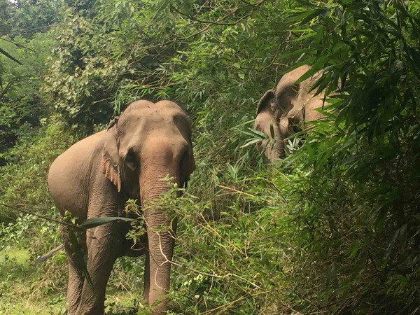 Nâng cao hiệu quả công tác bảo tồn voi khẩn cấp ở Đắk Lắk ảnh 1