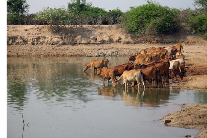 “Cuộc chiến” hạn mặn: “Đừng cố gồng cứu cây lúa, mà hướng đến con tôm" ảnh 2