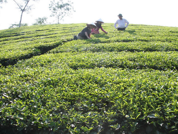 Phú Thọ: Sản lượng chè tăng, nông dân vẫn thất thu vì giá thấp ảnh 1