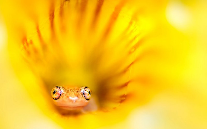 Khoảnh khắc tuyệt đẹp của chú ếch nhỏ ngồi giữa bông hoa ảnh 3