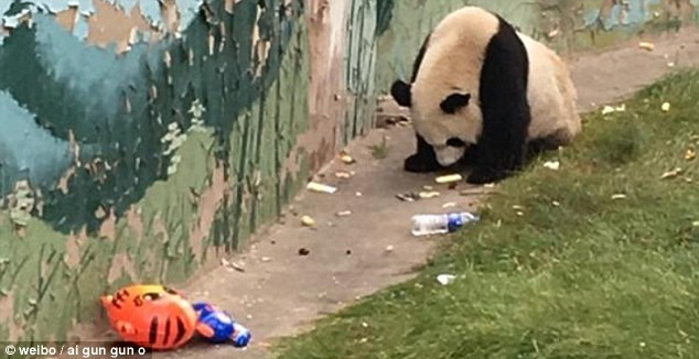 Chú gấu trúc khổng lồ đáng thương phải ăn rác của du khách ảnh 1