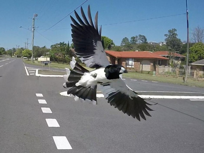 Cậu bé nhập viện vì bị chim dữ tấn công lúc đang đến trường ảnh 1