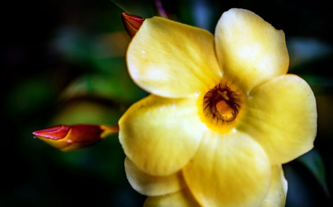 Khoảnh khắc tuyệt đẹp của chú ếch nhỏ ngồi giữa bông hoa ảnh 1