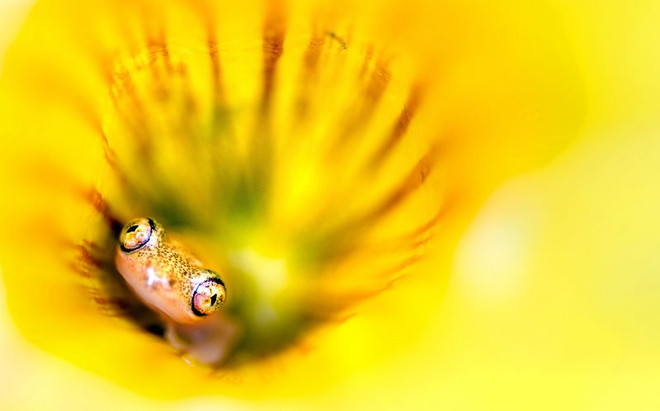 Khoảnh khắc tuyệt đẹp của chú ếch nhỏ ngồi giữa bông hoa ảnh 2