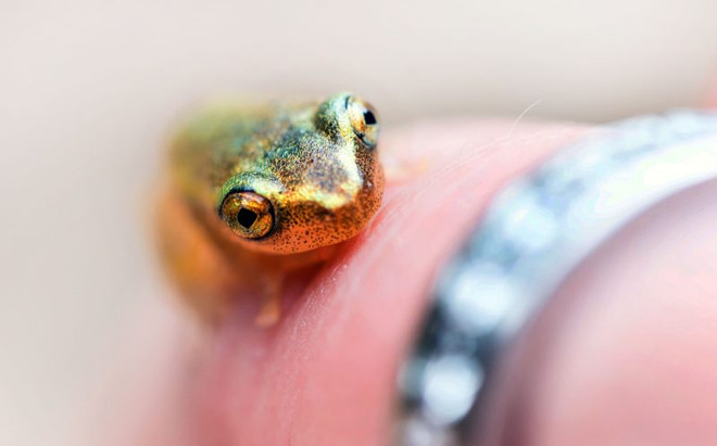 Khoảnh khắc tuyệt đẹp của chú ếch nhỏ ngồi giữa bông hoa ảnh 4