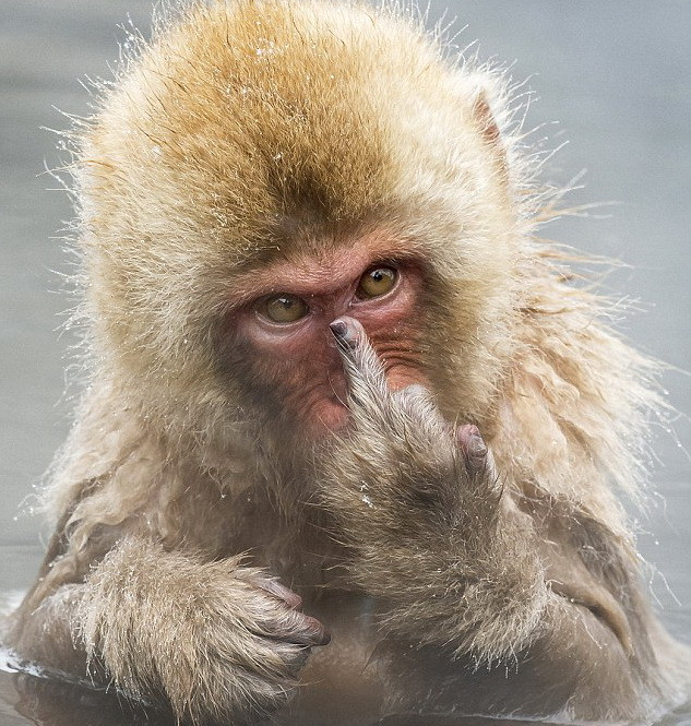 Con khỉ nổi giận, dùng "ngón tay thối" để đe dọa nhiếp ảnh gia ảnh 1