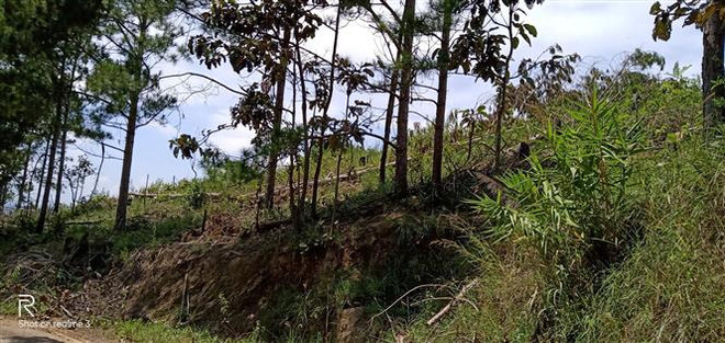 Quảng Trị: Điều tra vụ cán bộ bảo vệ rừng bị hành hung tại trụ sở ảnh 1