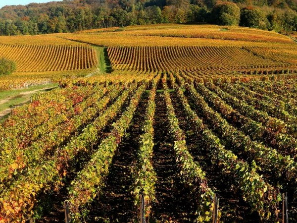 Vùng rượu Champagne và Bourgogne trở thành di sản thế giới ảnh 1