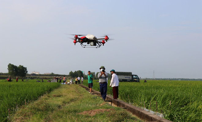 Bắc Ninh: Chắp cánh thương hiệu lúa nếp cái hoa vàng Yên Phụ ảnh 1