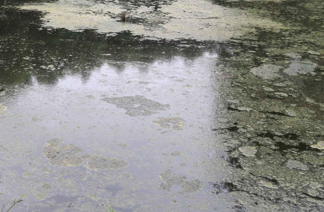 Khu dân cư ô nhiễm nghiêm trọng do chất thải của hàng nghìn con lợn ảnh 1