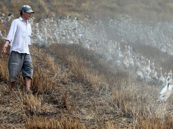 Phát hiện đàn vịt nuôi bị nhiễm virus cúm H5N1 ở Ninh Thuận ảnh 1