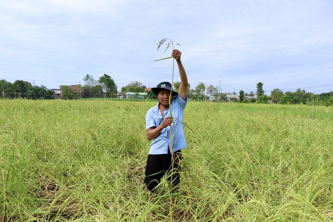 ttxvn_an giang lua nuoc noi (1).jpeg