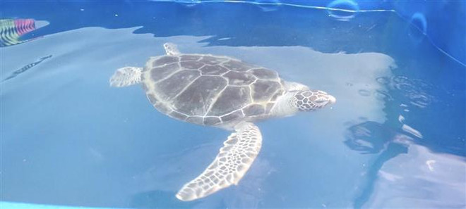 Đồng Nai: Bàn giao 1 cá thể thuộc loài thủy sản nguy cấp, quý hiếm ảnh 1