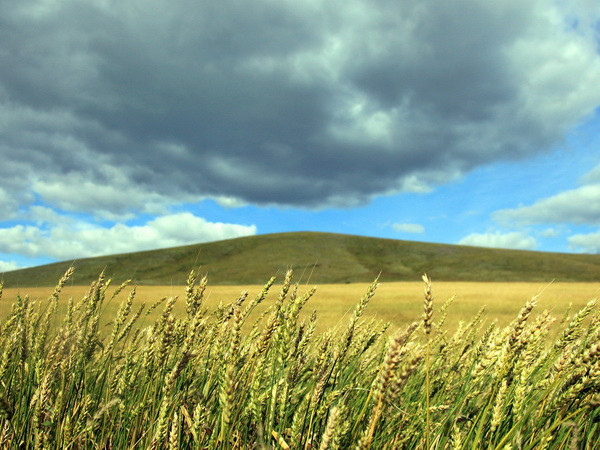Indonesia lựa chọn Nga, Thái Lan chọn Mỹ để nhập lúa mỳ ảnh 1